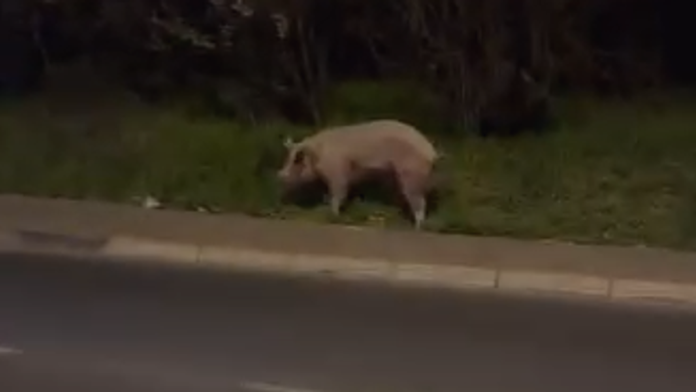 (video)-“svinja-mi-je-pobegla,-lele!”-nesvakidasnji-prizor-snimljen-u-naselju-brace-jerkovic:-svi-su-stali-i-snimali-nezvanog-gosta