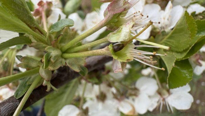 zastitite-voce:-sta-zaista-pomaze-protiv-mraza-u-vocnjaku?