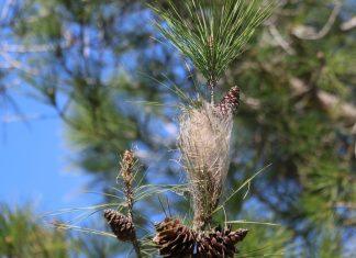 Veterinari upozoravaju na ovo, može biti OPASNO PO PSE: Vlasnici i pasa i mačaka moraju odmah da reaguju veterinari-upozoravaju-na-ovo,-moze-biti-opasno-po-pse:-vlasnici-i-pasa-i-macaka-moraju-odmah-da-reaguju