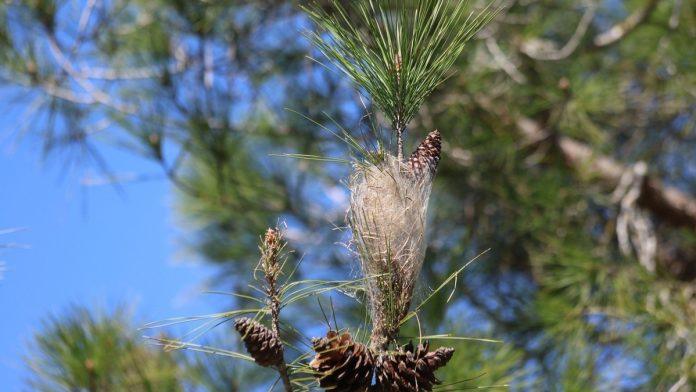 veterinari-upozoravaju-na-ovo,-moze-biti-opasno-po-pse:-vlasnici-i-pasa-i-macaka-moraju-odmah-da-reaguju