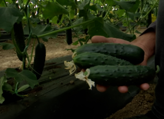 Први домаћи краставац бере се у лесковачкој котлини Први-домаћи-краставац-бере-се-у-лесковачкој-котлини