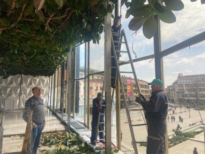 najveci-fikus-na-balkanu-nalazi-se-u-cacku-tropski-gorostas,-dugacak-vise-od-40-metara,-svi-zele-bas-njegov-fikus-(foto)