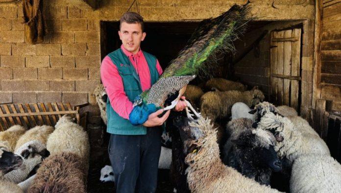 selo-draze-od-pariza:-andelo-petkovic-(27)-izabrao-da-sacuva-ognjiste-i-imanje-svojih-predaka-na-obroncima-suve-planine-(foto)