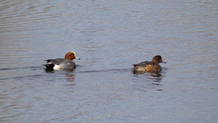 potvrden-prvi-slucaj-pticjeg-gripa-kod-ljudi:-evo-i-u-kom-delu-evrope