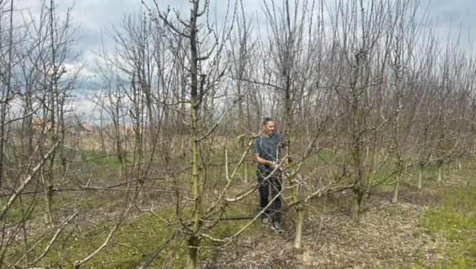 strepe-od-aprilskog-mraza:-vocari-iz-cacka-i-okoline-dobro-pamte-dve-lose-godine-i-poglede-upiru-u-nebo