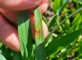 Пшеница се лепо развила – за даљи напредак потребна јој је киша Пшеница-се-лепо-развила-–-за-даљи-напредак-потребна-јој-је-киша