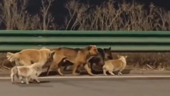 ceo-svet-je-slavio-malog-korgija-koji-je-predvodio-copor-pasa-u-begu-od-trgovca-mesom:-sada-je-otkrivena-istina-o-tome-sta-se-desilo-u-kini-(video)