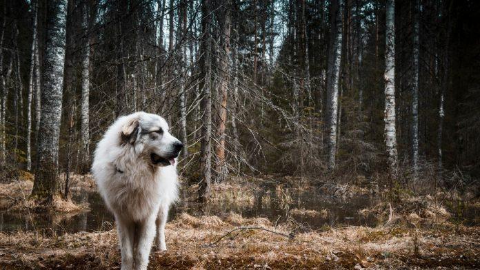 otkriven-najstariji-pas-ikada:-ziveo-pre-skoro-16.000-godina,-a-ono-kako-su-ljudi-postupali-sa-njim-sve-je-iznenadilo