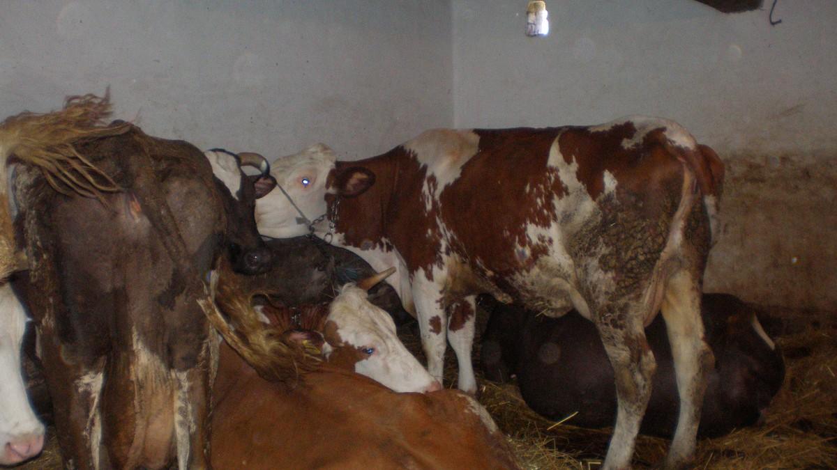 (uznemirujuce-fotografije)-sneg-srusio-krov-stale,-stradala-sva-stoka!-porodica-hadzic-u-trenu-ostala-bez-prihoda,-mole-za-pomoc (uznemirujuce-fotografije)-sneg-srusio-krov-stale,-stradala-sva-stoka!-porodica-hadzic-u-trenu-ostala-bez-prihoda,-mole-za-pomoc