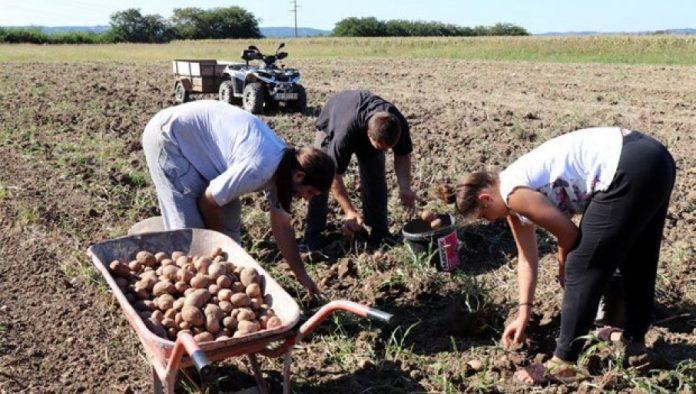 zelite-krupan-i-zdrav-krompir?-ovo-su-kljucni-koraci-za-uspesnu-proizvodnju