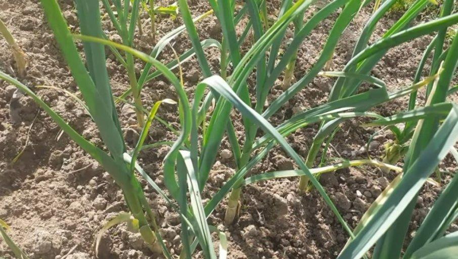 zarada-do-25.000-evra:-ovo-je-biljka-koju-je-najlakse-prodati,-a-seje-se-u-prolece zarada-do-25.000-evra:-ovo-je-biljka-koju-je-najlakse-prodati,-a-seje-se-u-prolece