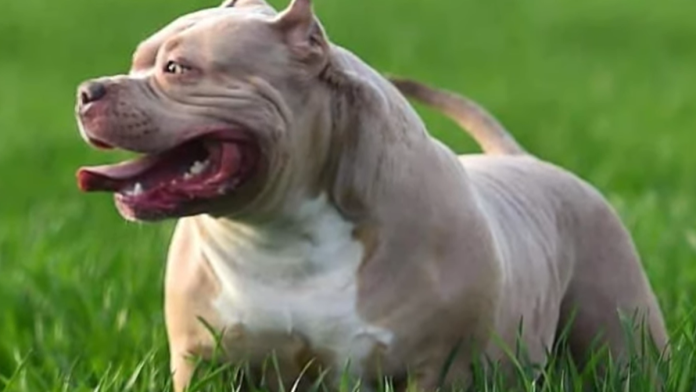 “sam-je-kriv-sto-ga-je-moj-pas-ubio”-sokantna-odbrana-vlasnika-“zveri”-koja-je-rastrgla-penzionera,-sad-ga-ceka-robija-(video)