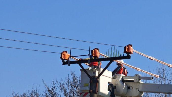 najvise-stradaju-dnevne-grabljivice-misar-i-vetruske:-srpski-ornitolozi-na-medunarodnoj-konferenciji-o-stradanju-ptica-na-dalekovodima