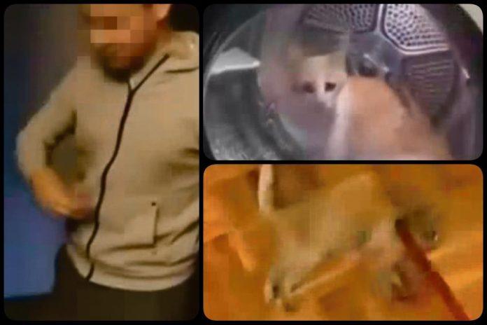 tinejdzeri-brutalno-muce-macku:-stavili-je-u-ves-masinu,-pa-je-ukljucili!-jeziv-video-zgrozio-javnost-(foto)