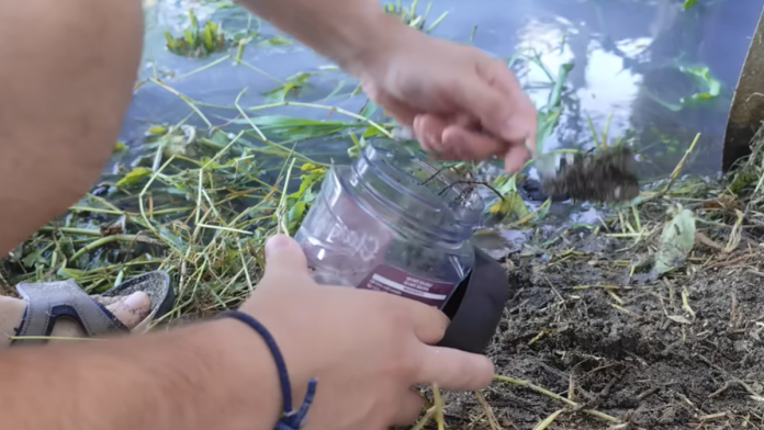 sipao-vodu-iz-kanalizacije-u-teglu:-evo-sta-je-posle-nekoliko-nedelja-zatekao-u-njoj-(video)
