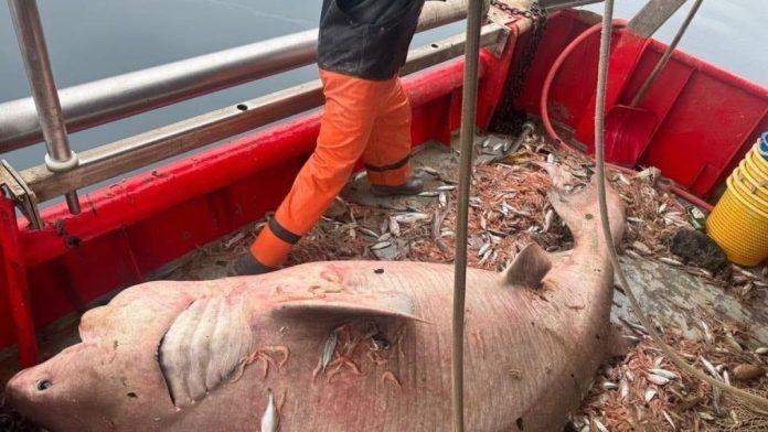 izvukli-grdosiju-od-400-kila:-neobican-ulov-na-jadranu-zaprepastio-svet:-“imao-je-4-metra”-(foto,-video)