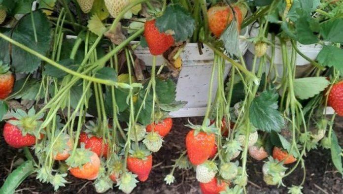 agronom-upozorava:-evo-kako-da-najlakse-prepoznate-jagode-zatrovane-pesticidima