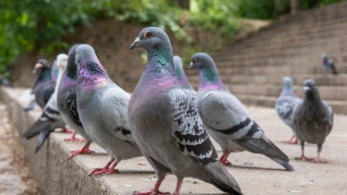 postavite-neobican-predmet-u-dvoriste,-brzo-cete-se-resiti-golubova