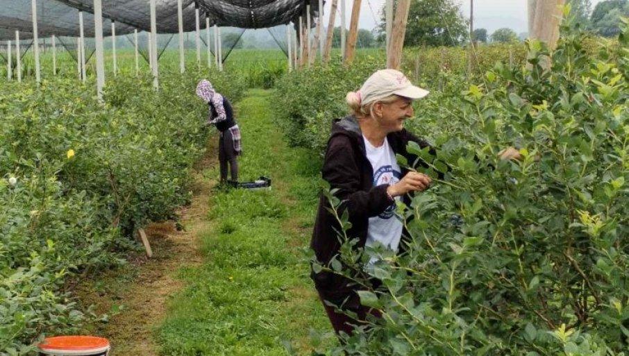 beraci-voca-sad-imaju-menadzere:-zarade-1.500-dinara-po-coveku-dnevno beraci-voca-sad-imaju-menadzere:-zarade-1.500-dinara-po-coveku-dnevno