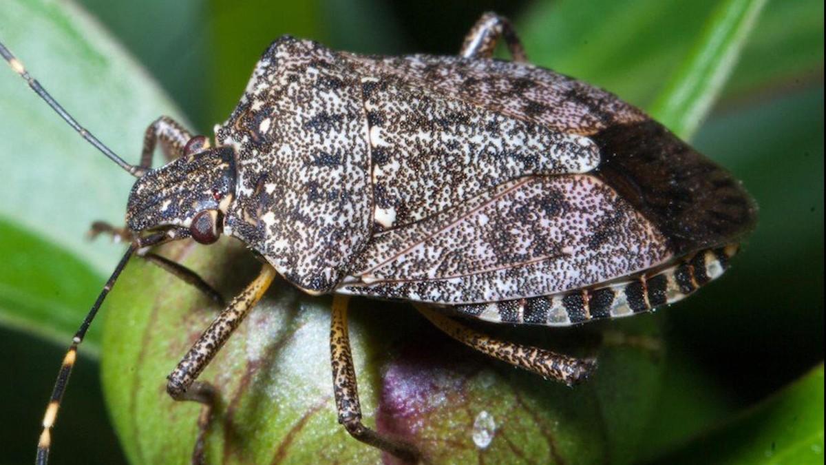 smrdibube-se-bude-sa-prolecem-i-ulaze-u-kuce,-ali-postoji-lako-resenje-koje-ih-momentalno-odbija smrdibube-se-bude-sa-prolecem-i-ulaze-u-kuce,-ali-postoji-lako-resenje-koje-ih-momentalno-odbija