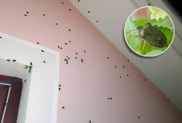 smrdibube-napale-domove-sirom-srbije:-ovo-je-trik-koji-ih-tera-za-5-minuta,-svi-ih-imaju-u-kuci smrdibube-napale-domove-sirom-srbije:-ovo-je-trik-koji-ih-tera-za-5-minuta,-svi-ih-imaju-u-kuci