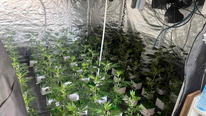 u-stanovima-napravio-laboratorije-marihuane-velika-akcija-policije-na-zvezdari,-pronadeno-350-biljaka-kanabisa-(foto)