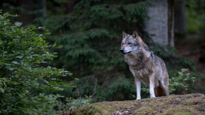 vuk-scepao-bebu-za-ruku-uzas-u-zooloskom-vrtu-u-americi