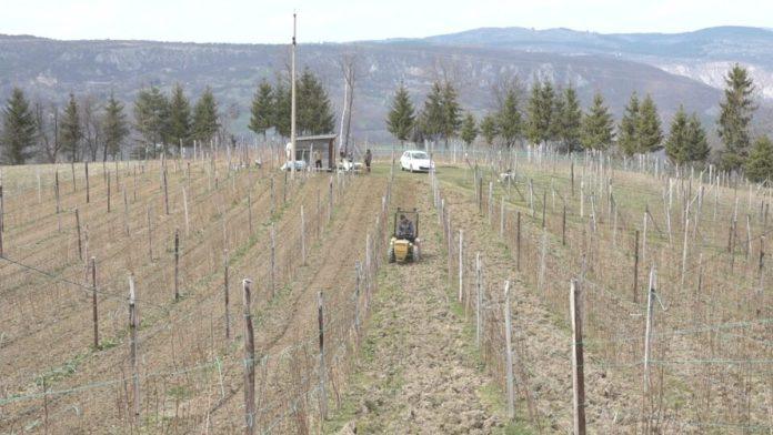 uzgaja-crveno-zlato-na-povrsini-od-preko-hektara!-radivoje-vec-ima-pune-ruke-posla-u-svom-malinjaku-i-kaze:-ulozeni-trud-cesto-ne-prati-zarada-(foto)