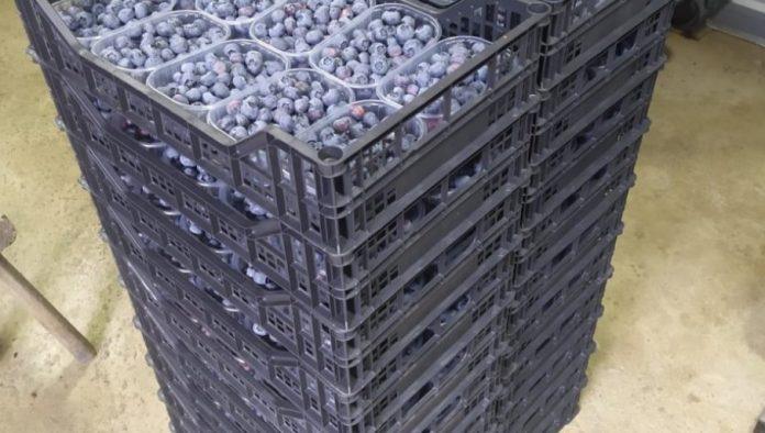 zlato-domace-poljoprivrede:-od-plastenika-do-miliona-–-borovnica