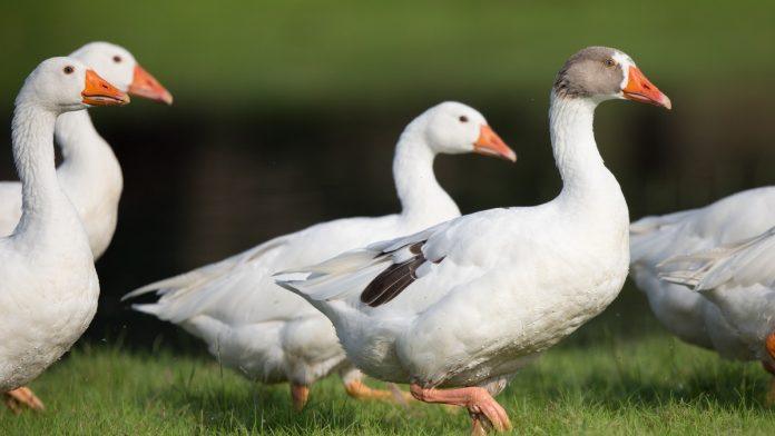 spasoje-objasnio-kako-od-jedne-guske-zaradi-500-evra,-a-godisnje-ima-po-10.000-pilica:-vec-20-godina-posao-mu-ne-opada