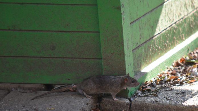 ovo-odmah-uradite-i-oteracete-miseve-i-pacove-iz-dvorista