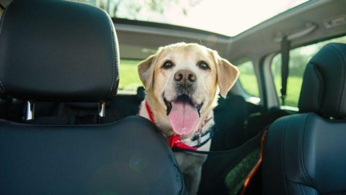 svi-prave-ovu-gresku-kada-putuju-sa-ljubimcima:-moze-da-ugrozi-i-nas-i-njihov-zivot