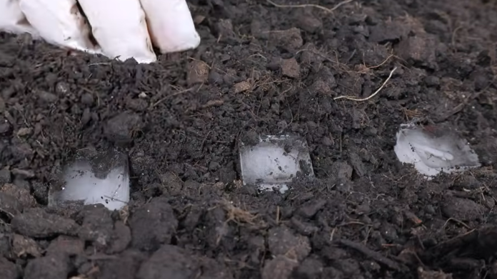 savetuje-se-da-pre-sadnje-ovog-povrca-u-zemlju-ubacite-kockice-leda:-evo-i-zasto