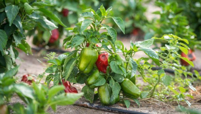 rasadivanje-paprike:-“kraljicu”-povrca-ne-sadite-u-hladnu-zemlju