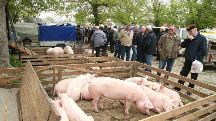 prase-do-450-din/kg:-skok-otkupnih-cena-stoke-sirom-srbije,-evo-kakav-je-cenovnik-po-regionima