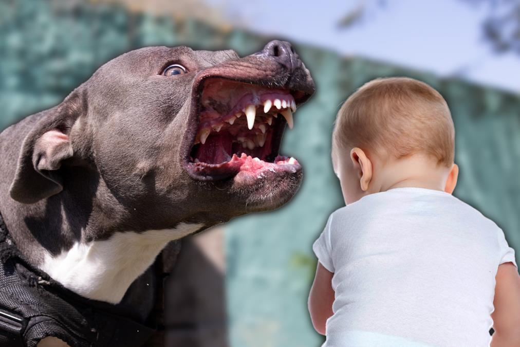 cin-heroja-koji-ce-se-pamtiti!-pas-napao-dete-kod-kragujevca,-policajac-bez-razmisljanja-reagovao-u-kljucnom-trenutku:-naoruzan-samo-motorom-spasao-zivot! cin-heroja-koji-ce-se-pamtiti!-pas-napao-dete-kod-kragujevca,-policajac-bez-razmisljanja-reagovao-u-kljucnom-trenutku:-naoruzan-samo-motorom-spasao-zivot!