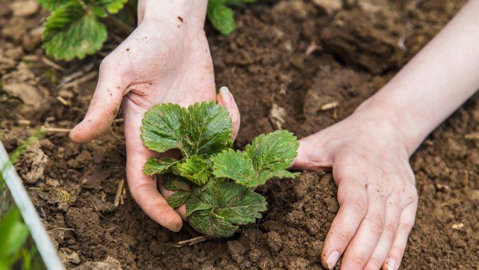 zlatna-jagoda-hit-u-poljoprivredi:-cena-ide-i-do-1.800-po-kilogramu,-proizvodaci-beleze-visoku-zaradu