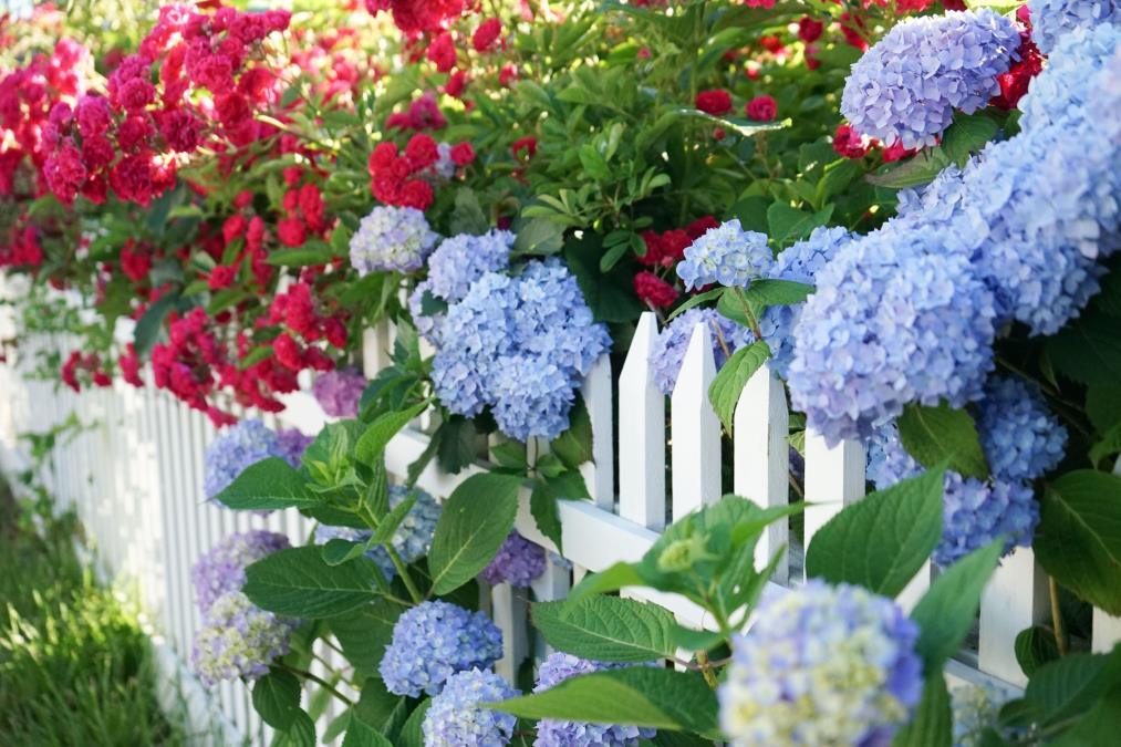 ovo-cvece-cveta-kao-ludo-ako-ovo-znate!-najveca-greska-koju-svi-prave-moze-da-unisti-biljku:-ponovo-su-popularne,-a-pravo-je-vreme-za-sadnju! ovo-cvece-cveta-kao-ludo-ako-ovo-znate!-najveca-greska-koju-svi-prave-moze-da-unisti-biljku:-ponovo-su-popularne,-a-pravo-je-vreme-za-sadnju!