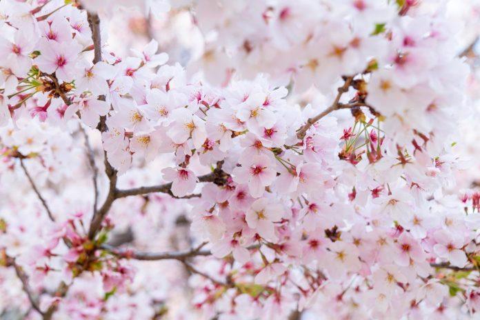 ludilo-sa-sakurama-bez-guzve.-krenite-na-misteriozno-prolecno-putovanje-po-ostrvu-sikoku