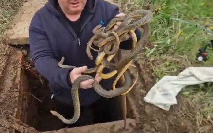 sok-u-merosini-uoci-uskrsa!-ljudi-zavirili-u-saht,-prizor-ih-paralisao-–-unutra-6-zmija:-za-scenu-koja-je-usledila-malo-ko-ima-hrabrosti-(video)