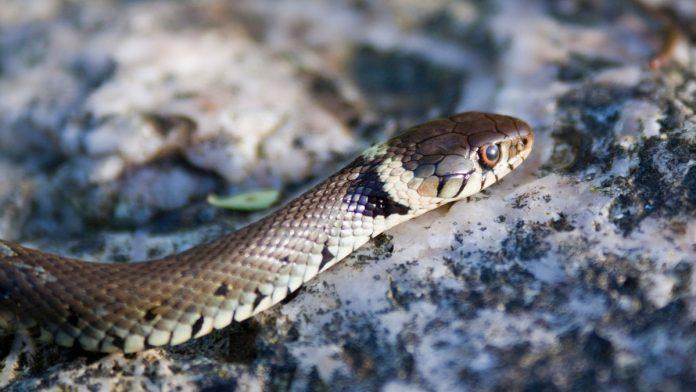 zmije-ovo-ne-podnose:-stavite-u-dvoriste-ovu-biljku-i-vise-ih-necete-videti