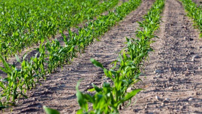 polako-sa-setvom-kukuruza:-prvo-priprema-zemljista,-izbor-hibrida-i-gustina-setve