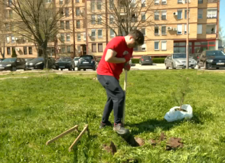 Како је један Лесковчанин покренуо акцију садње необичног дрвећа? Како-је-један-Лесковчанин-покренуо-акцију-садње-необичног-дрвећа?