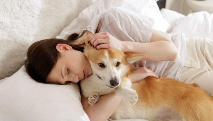 uvedena-jedinstvena-mera:-na-bolovanje-i-kada-vam-se-razboli-kucni-ljubimac