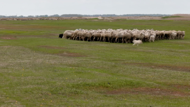 Зашто-је-пашњак-код-села-Падеј-део-заштићеног-подручја Зашто-је-пашњак-код-села-Падеј-део-заштићеног-подручја