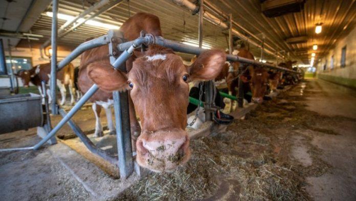 tihi-kradljivci-dobiti:-evo-ko-rusi-proizvodnju-u-mlecnom-govedarstvu