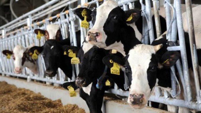 uvescemo-krave-dojilje:-glamocic-posetio-medunarodne-poljoprivredne-sajmove-u-ceskoj-i-italiji