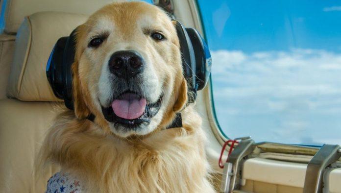 selidba-zivotinja-postala-milionski-biznis:-necete-verovati-koliko-kosta-prevoz-ljubimca