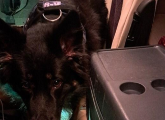 HTEO DA PROŠVERCUJE 12.000 EVRA, SPREČIO GA PAS! Drama na granici sa Hrvatskom: Evo koliko je kamiondžija iz Srbije morao da plati hteo-da-prosvercuje-12.000-evra,-sprecio-ga-pas!-drama-na-granici-sa-hrvatskom:-evo-koliko-je-kamiondzija-iz-srbije-morao-da-plati