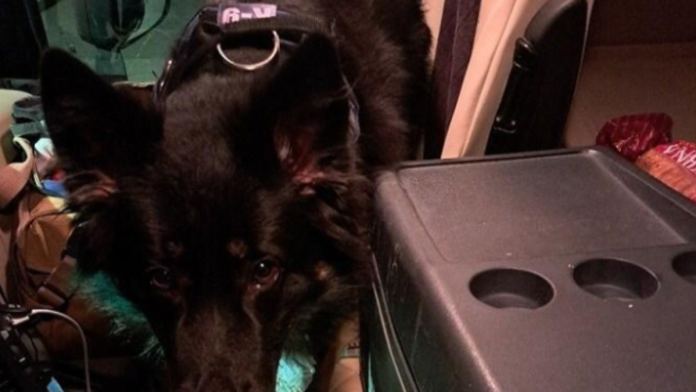 hteo-da-prosvercuje-12.000-evra,-sprecio-ga-pas!-drama-na-granici-sa-hrvatskom:-evo-koliko-je-kamiondzija-iz-srbije-morao-da-plati